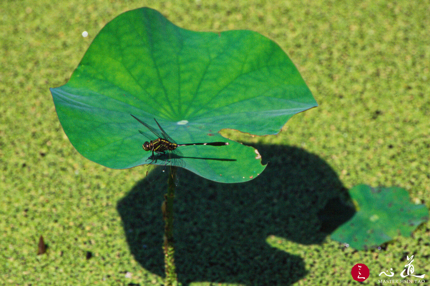 師父常說的靈性生態是什麼？